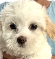 Girl 2 , a female Maltipoo for sale in San Diego, CA – 3 of 3