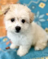 Boy 1 teddy bear toy size white coat & Apricot ears, a male Maltipoo for sale in San Diego, CA – 7 of 10