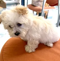 Girl 1 toy size , a female Maltipoo for sale in San Diego, CA – 5 of 10