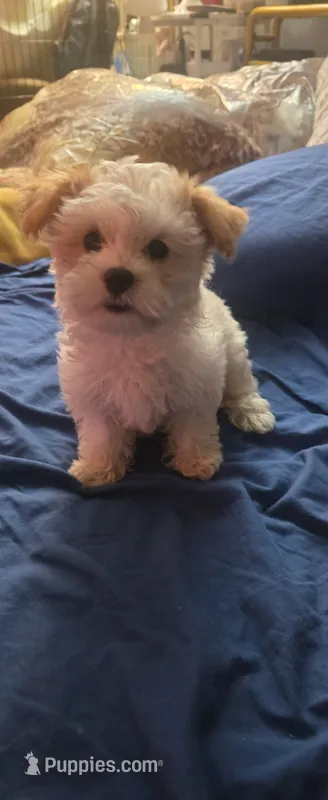 Boy 1 small toy size – Maltipoo puppy for sale in San Diego, CA