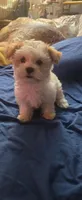 Boy 1 small toy size, a male Maltipoo for sale in San Diego, CA – 1 of 1