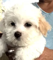 Girl 2 , a female Maltipoo for sale in San Diego, CA – 2 of 3