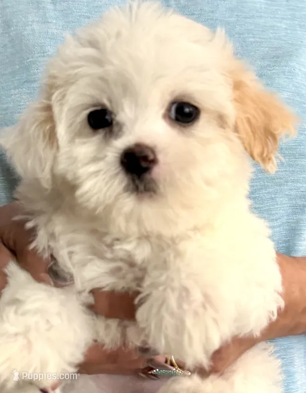 Girl 2  – Maltipoo puppy for sale in San Diego, CA