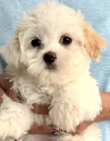 Girl 2 , a female Maltipoo for sale in San Diego, CA – 1 of 3