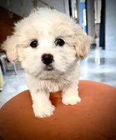 Girl 1 toy size teddy bear , a female Maltipoo for sale in San Diego, CA – 5 of 9