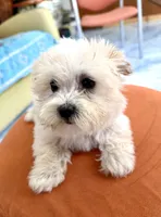Girl 1 toy size , a female Maltipoo for sale in San Diego, CA – 10 of 10