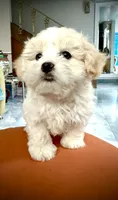 Girl 1 toy size teddy bear , a female Maltipoo for sale in San Diego, CA – 2 of 9