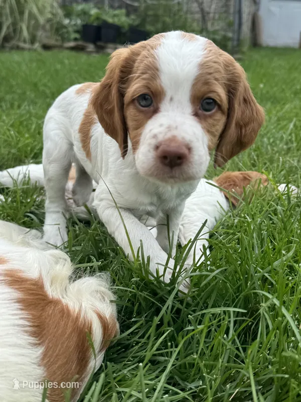 Joey – Brittany puppy for sale in Selden, NY