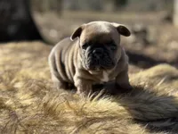 Amara , a female French Bulldog for sale in Ash Flat, AR – Photo 6 of 7