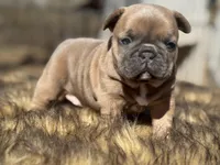 Amara , a female French Bulldog for sale in Ash Flat, AR – Photo 3 of 7
