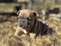 Amara , a female French Bulldog for sale in Ash Flat, AR – Photo 7 of 7