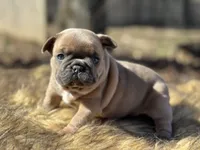 Amara , a female French Bulldog for sale in Ash Flat, AR – Photo 2 of 7