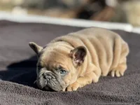 Amara , a female French Bulldog for sale in Ash Flat, AR – Photo 5 of 7