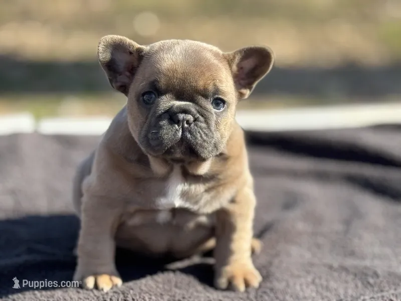 Amara  – French Bulldog puppy for sale in Ash Flat, AR