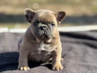 Amara , a female French Bulldog for sale in Ash Flat, AR – Photo 1 of 7