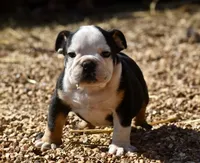 Dino , a male English Bulldog for sale in Ash Flat, AR – Photo 3 of 7