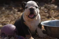 Dino , a male English Bulldog for sale in Ash Flat, AR – Photo 4 of 7