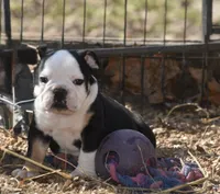 Dino , a male English Bulldog for sale in Ash Flat, AR – Photo 2 of 7