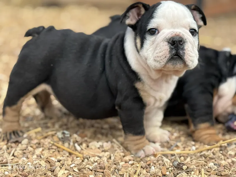 Dino  – English Bulldog puppy for sale in Ash Flat, AR