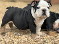 Dino , a male English Bulldog for sale in Ash Flat, AR – Photo 1 of 7