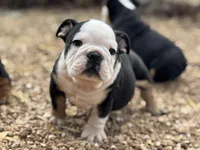 Dino , a male English Bulldog for sale in Ash Flat, AR – Photo 5 of 7