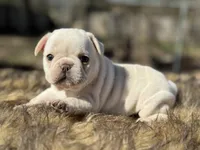 Polly, a female French Bulldog for sale in Ash Flat, AR – Photo 4 of 6