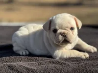 Polly, a female French Bulldog for sale in Ash Flat, AR – Photo 5 of 6