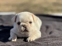 Polly, a female French Bulldog for sale in Ash Flat, AR – Photo 2 of 6