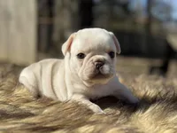 Polly, a female French Bulldog for sale in Ash Flat, AR – Photo 3 of 6