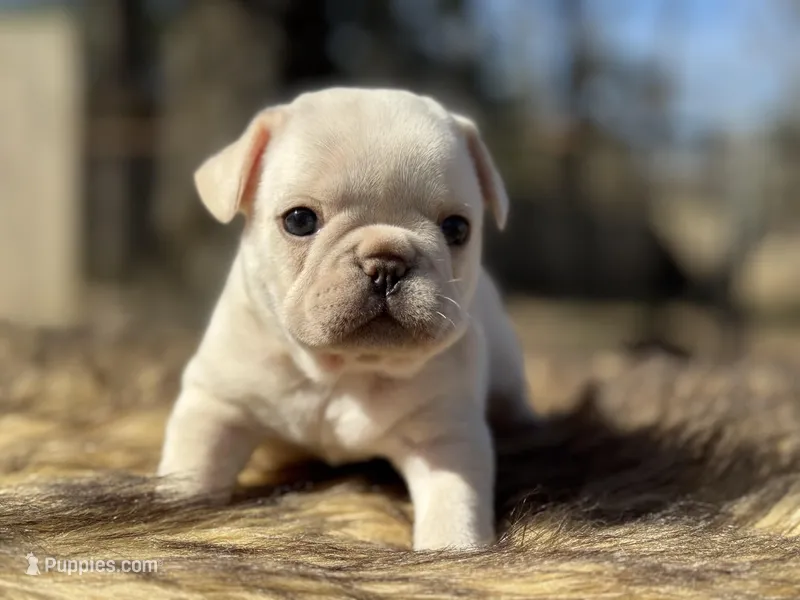 Polly – French Bulldog puppy for sale in Ash Flat, AR