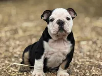 Chaos , a male English Bulldog for sale in Ash Flat, AR – Photo 3 of 7