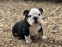 Chaos , a male English Bulldog for sale in Ash Flat, AR – Photo 4 of 7