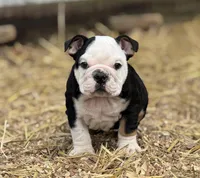 Chaos , a male English Bulldog for sale in Ash Flat, AR – Photo 5 of 7