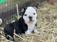 Chaos , a male English Bulldog for sale in Ash Flat, AR – Photo 7 of 7