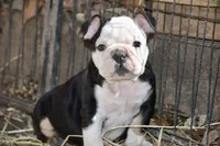 Chaos , a male English Bulldog for sale in Ash Flat, AR – Photo 2 of 7
