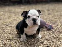 Chaos , a male English Bulldog for sale in Ash Flat, AR – Photo 6 of 7