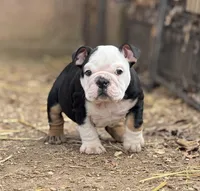 Chaos , a male English Bulldog for sale in Ash Flat, AR – Photo 1 of 7