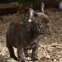 Snickers, a female French Bulldog for sale in Ash Flat, AR – Photo 8 of 8