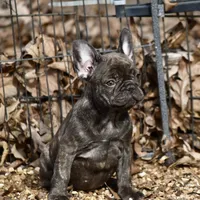 Snickers, a female French Bulldog for sale in Ash Flat, AR – Photo 4 of 8