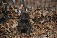 processed/9b1cb208-d9e6-4ed7-83e1-1b2d6bb64eca/listing/50b4d7c0-3912-4fab-a93b-f5d5df5d0cc2/97456b88-67ff-4b3f-97ae-67481f1e49a3