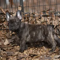 Snickers, a female French Bulldog for sale in Ash Flat, AR – Photo 3 of 8