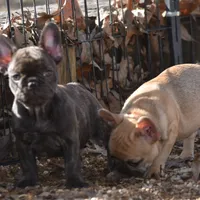 Snickers, a female French Bulldog for sale in Ash Flat, AR – Photo 7 of 8