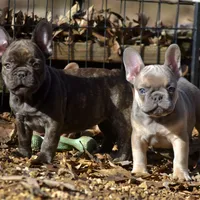 Snickers, a female French Bulldog for sale in Ash Flat, AR – Photo 5 of 8