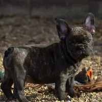Snickers, a female French Bulldog for sale in Ash Flat, AR – Photo 1 of 8