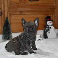 Snickers, a female French Bulldog for sale in Ash Flat, AR – Photo 2 of 8