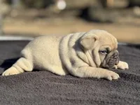 Rolo, a male French Bulldog for sale in Ash Flat, AR – Photo 7 of 7