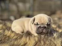 Rolo, a male French Bulldog for sale in Ash Flat, AR – Photo 5 of 7