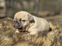 Rolo, a male French Bulldog for sale in Ash Flat, AR – Photo 6 of 7