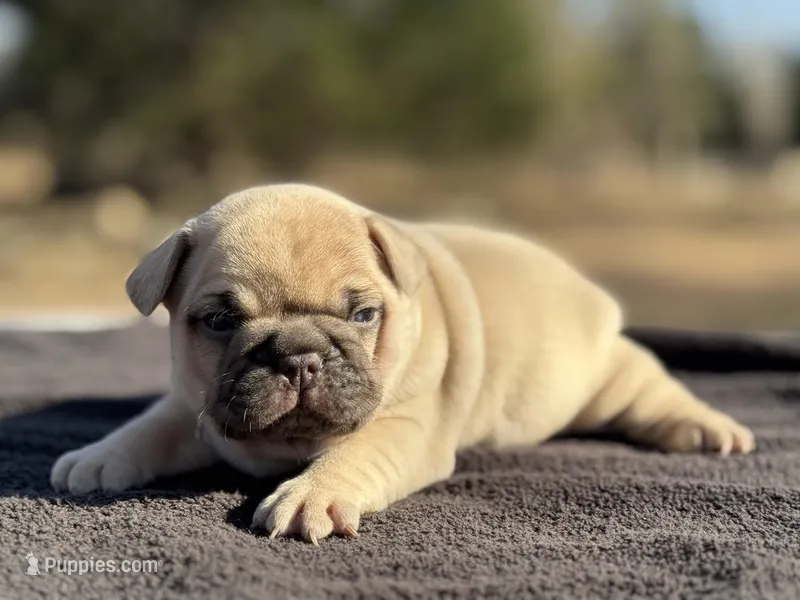 Rolo – French Bulldog puppy for sale in Ash Flat, AR