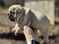 Rolo, a male French Bulldog for sale in Ash Flat, AR – Photo 2 of 7